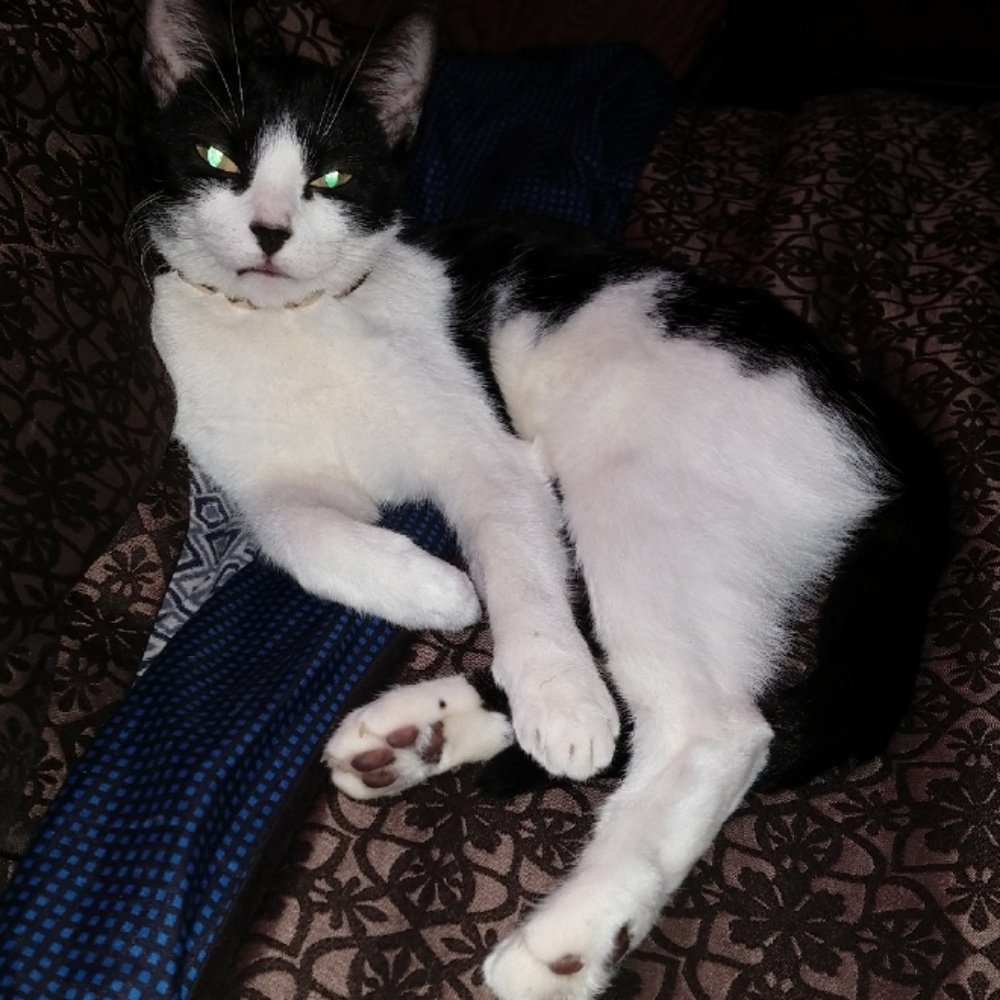 Meet your Posher, Domenick